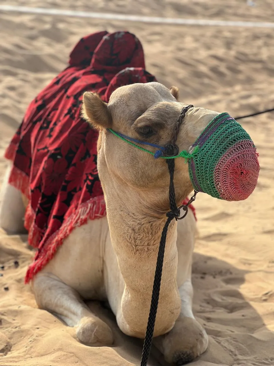 Camel Trip Dubai
